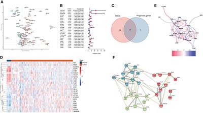 Potassium channel-related genes are a novel prognostic signature for the tumor microenvironment of renal clear cell carcinoma